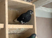Roller pigeons