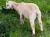 Intact male Anglo Nubian/Toggenburg/Boer goat kid
