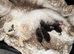Persian chinchilla