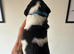 Gorgeous KC reg B&W Springer spaniel pups left