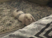 NOT NEUTERED male mini lop