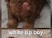 Imperial Shih Tzu Puppies
