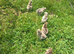 Silkie chicks