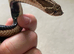 Male conda hognose