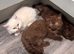 Cute kittens ready now