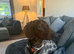 Standard smooth-haired dachshund for stud