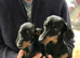 Minature dachshund 12 weeks old