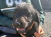 Labradoodle puppies