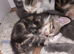 Beautiful Bengal Cross Kittens &ndash; Tabby, Calico & Ginger &ndash; Ready Soon