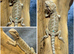 STUNNING BEARDIES- JUNE 12th