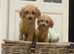 Cavapoo