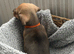 2 beautiful boys left out of a litter of 5