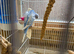 Stunning Baby Helicopter Budgies