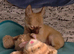 Meet 'Charlie Buttons' (11 week old coat chihuahua boy)