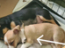 Last boy Chihuahua left