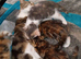 Kittens for sale