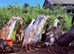 Indian Runner Ducklings