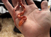 Baby cornsnake