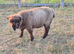 Pedigree Coloured Ryland ram looking for new home