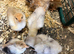 Bantam chicks available