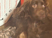 3 cocker spaniel puppies for sale
