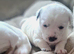 Jackrussell