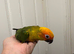 Selling baby handreared sun conures