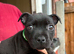 Staffordshire bull terrier pups