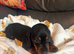 Dachshund puppies 10 weeks old
