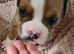 Old Tyme English bulldog cross boxer puppies
