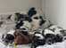 Terrier puppies