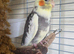 12 weeks old male cockatiel