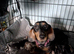 Smoothed hair dachshund miniature