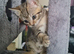Beautiful 8 week old kittens