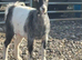 6 month old Pygmy wethers