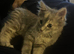 12 week female kitten