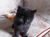 Playful Kittens for sale.