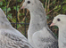 Turkish Pigeons for sale