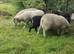 Tups for sale