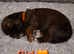Beautiful shorkie puppies (Shih-tzu x Yorkshire terrier)- family raised