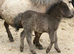 Mini Shetland colt