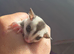 white face blonde 100% het leu ready 7th august