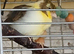 Canaries Canaries