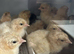 Buff Orpington newly hatched chicks (unsexed)