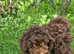 Gorgeous KC REG chocolate toy poodle pups