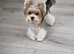 Mini biewer terrier puppy boy
