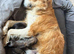 Shollie puppies for sale