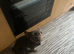 French Bulldog looking for a new home.