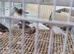 Mix colour zebra finches