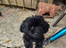 Male cockapoo puppies